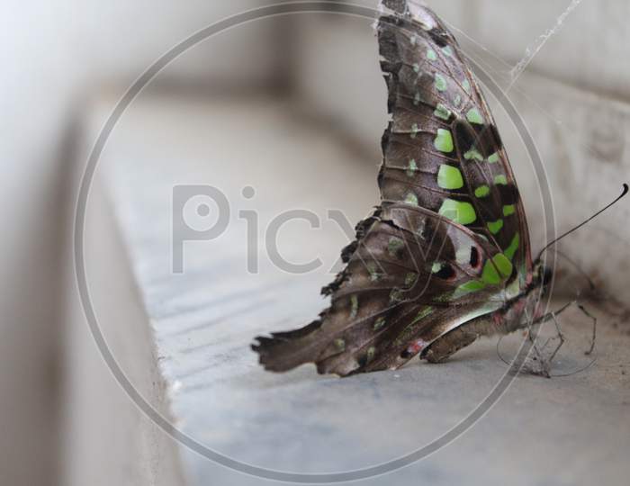 Butterfly At a Window