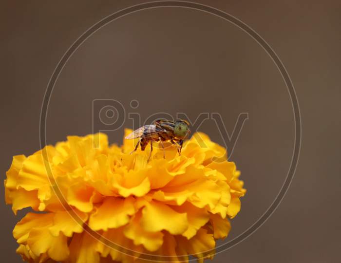 Wasp Collecting Pollen On Yellow Rape Marigold Flower Against Blurry Marigold Flowers Background