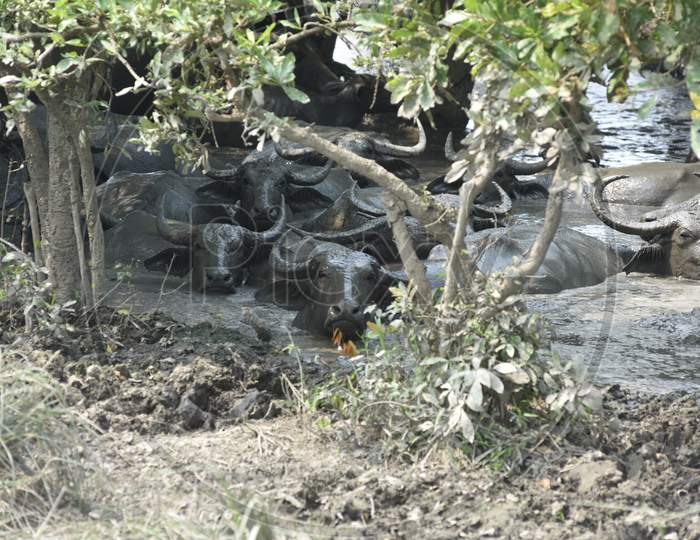 Wild Buffaloes  Drowning In Mud Pits  at  Kaziranga Region of Assam