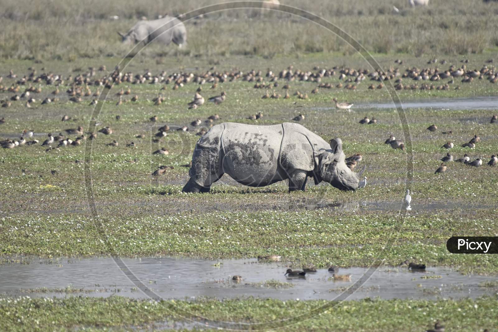 Horned Rhinoceros  In Pobitora Wild Life Sanctuary in Assam