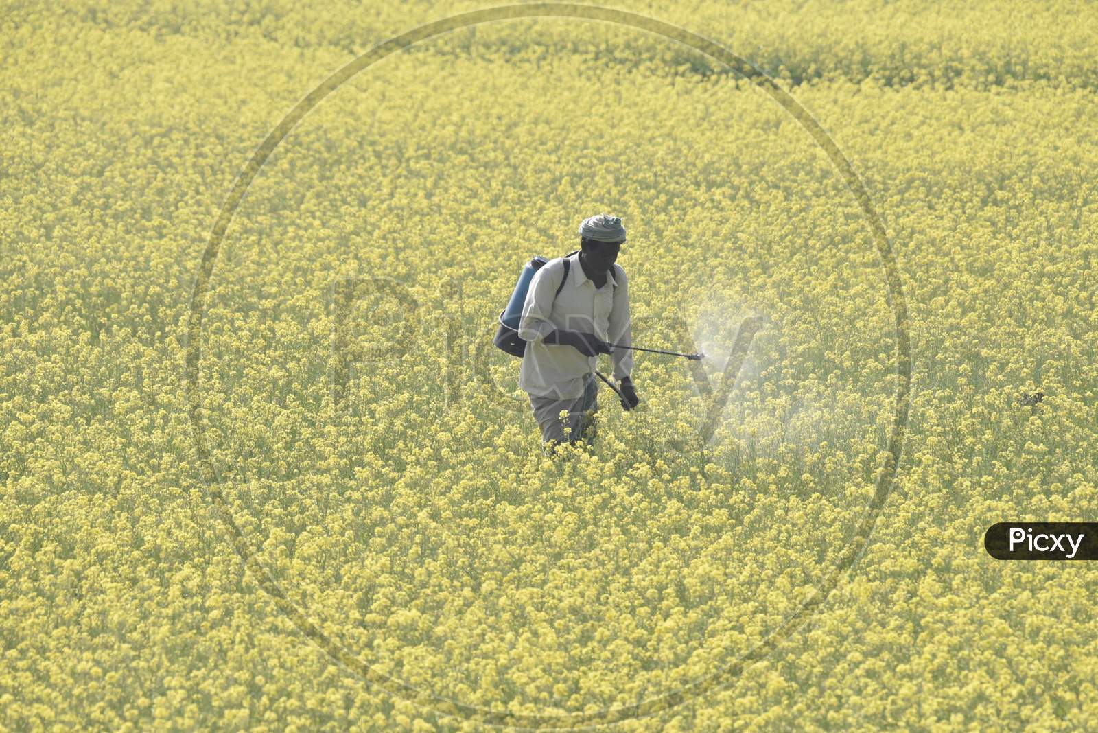 An Indian Farmer Spraying Pesticides in Mustard Harvesting  Fields