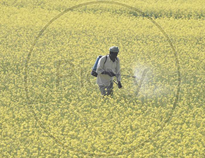 An Indian Farmer Spraying Pesticides in Mustard Harvesting  Fields