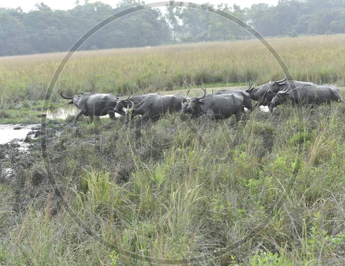 Wild Buffaloes in Kanziranga National Park , Assam