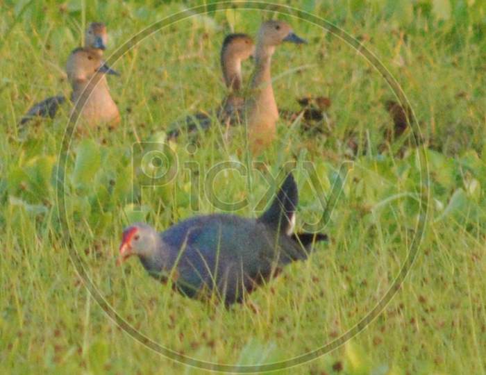 Birds In The Tropical  Forests of Kaziranga , Assam