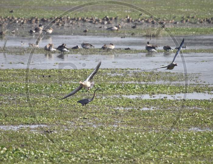 Birds In tropical Lake Of Pobitora Wildlife Sanctuary , Assam