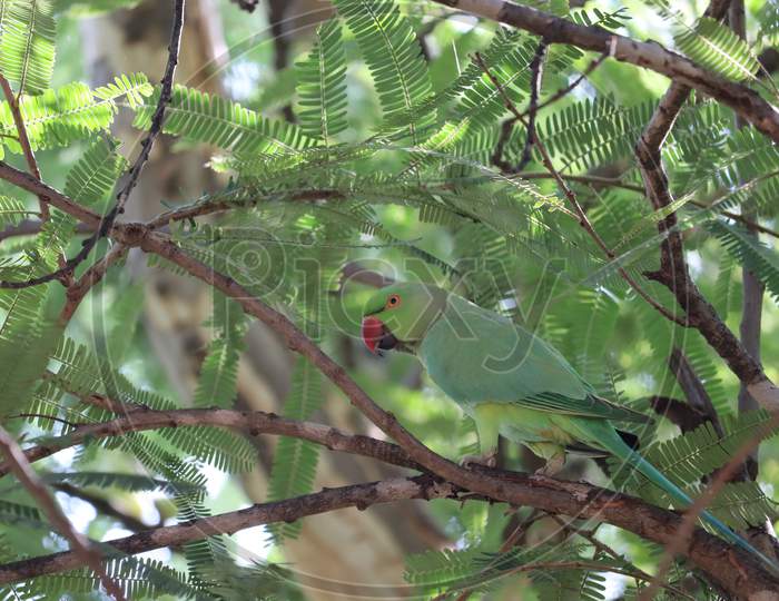 Green Male Parrot Perching On Tree Branch Outdoors