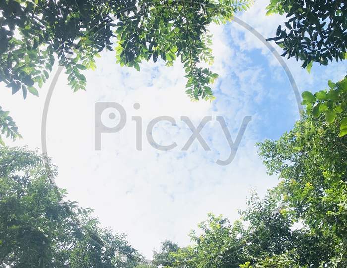 Canopy Of trees With Blue Sky Background