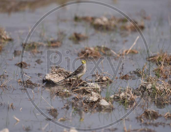 Birds In Paddy Fields In Kaziranga, Assam