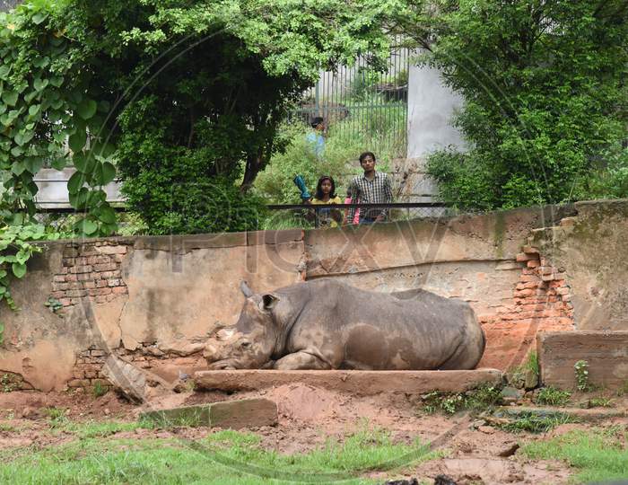 Rhinoceros  in Assam Zoo