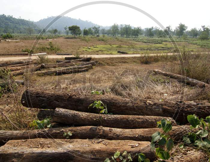 Cut Wooden Logs In an Forest Barren Land