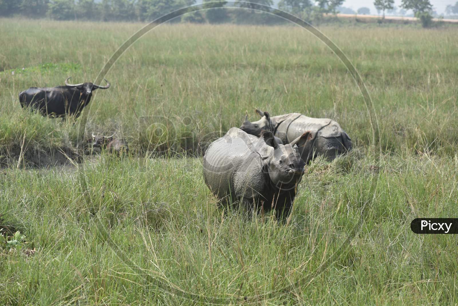 White Rhinoceros  in Tropical Grass Lands at Kaziranga National Park, Assam