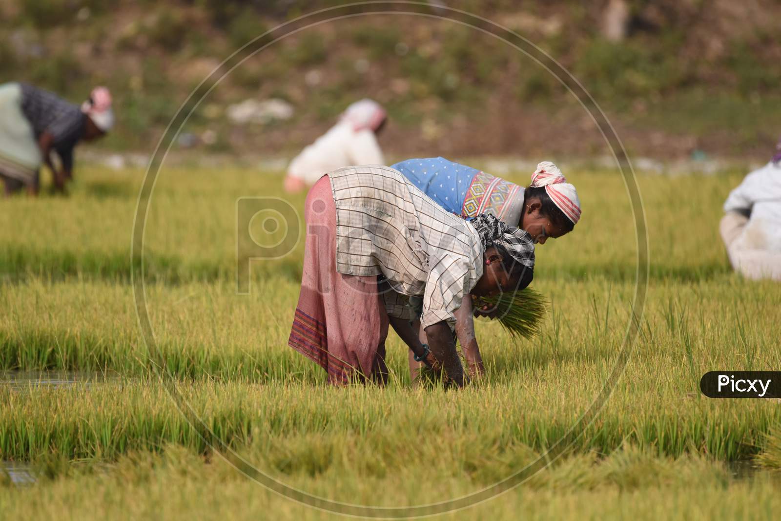 Farmers Working In Paddy Fields Planting  Paddy Saplings in Kaziranga, Assam