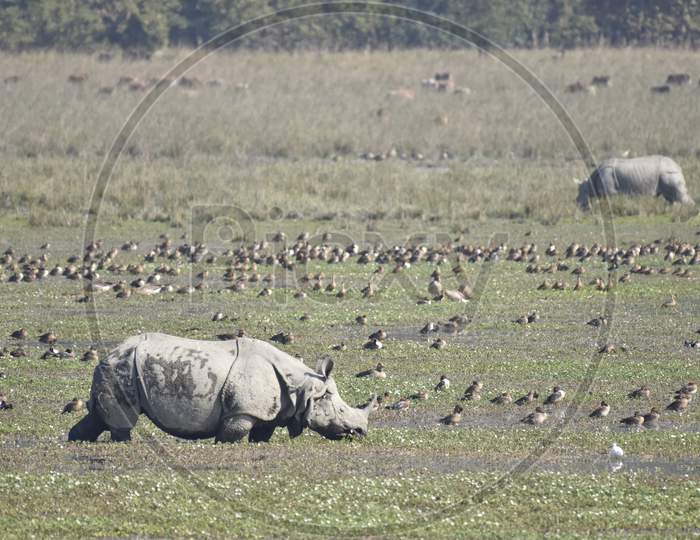 Horned Rhinoceros at Tropical Lake In Pobitora Wildlife Sanctuary , Assam