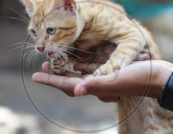 A Man Holding a Cat