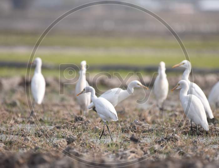 Crane Birds In Paddy Harvesting Fields At Kaziranga, Assam