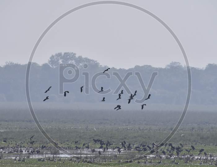 Birds In The Tropical Lake Of  Pobitora Wildlife Sanctuary , Assam