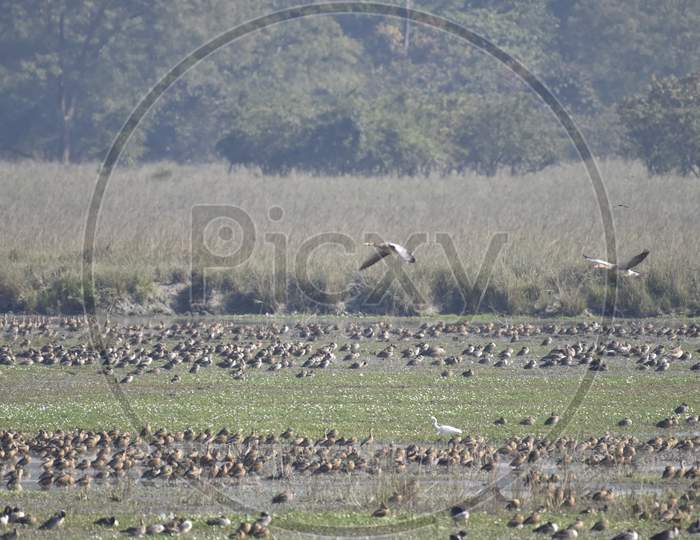 Birds In tropical Lake Of Pobitora Wildlife Sanctuary , Assam