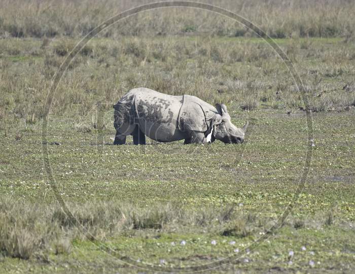 Horned Rhinoceros in Pobitora Wildlife Sanctuary , Assam