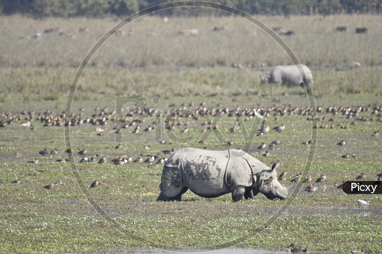 Horned Rhinoceros  In Pobitora Wild Life Sanctuary in Assam