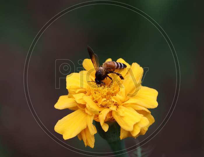 Honey Bee Covered With Yellow Pollen Collecting Nectar From Yellow Marigold Flower. Important For Environment Ecology Sustainability.