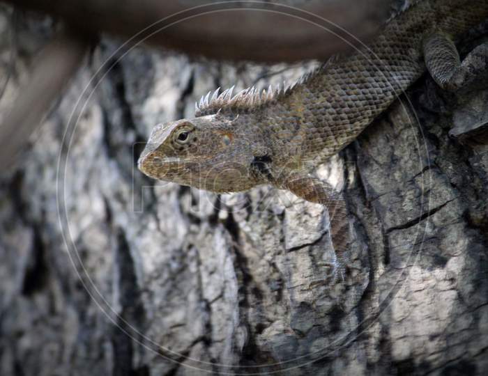 Garden Lizard  on Tree Stem