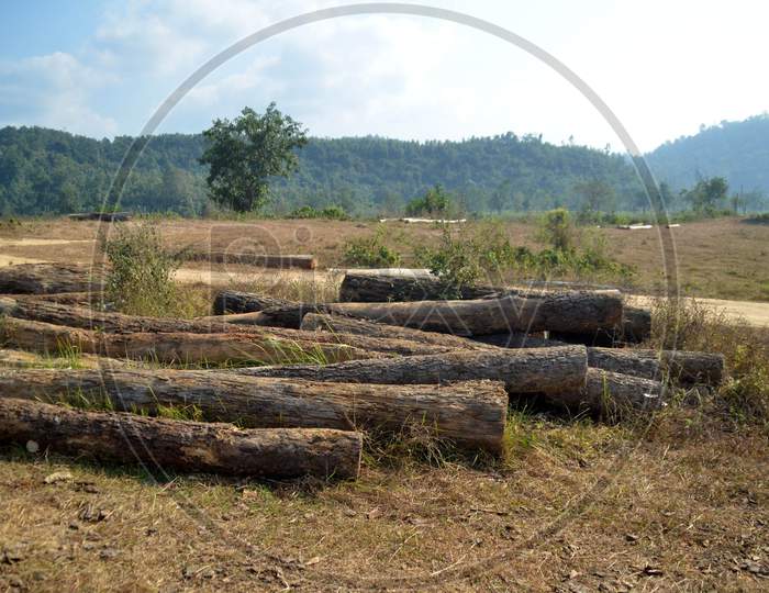Cut Wooden Logs In an Forest Barren Land