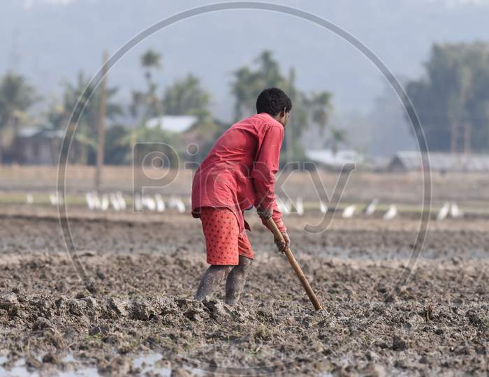 Indian Farmers Working At  Paddy Harvesting Fields In Kaziranga, Assam