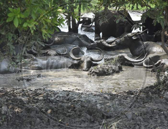 Wild Buffaloes With Horns In Mud Pit In Kaziranga National Park , Assam