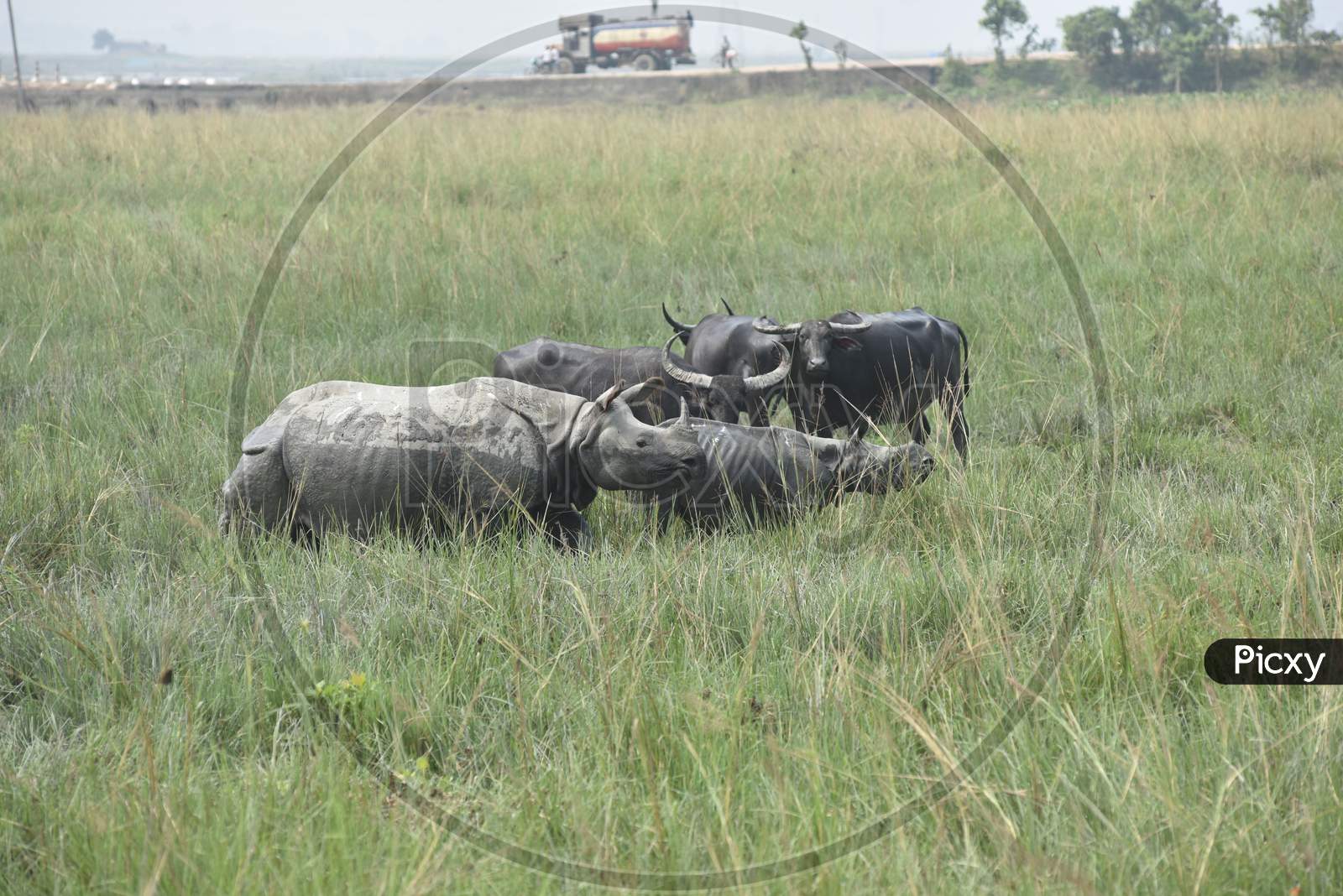 White Rhinoceros  in Tropical Grass Lands at Kaziranga National Park, Assam