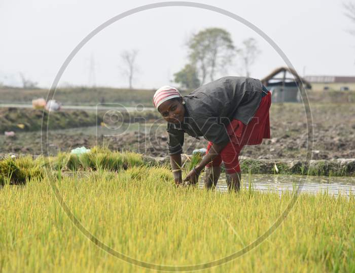 Farmers Working In Paddy Fields Planting  Paddy Saplings in Kaziranga, Assam