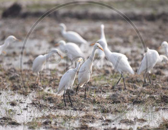 Crane Birds In Paddy Harvesting Fields At Kaziranga, Assam