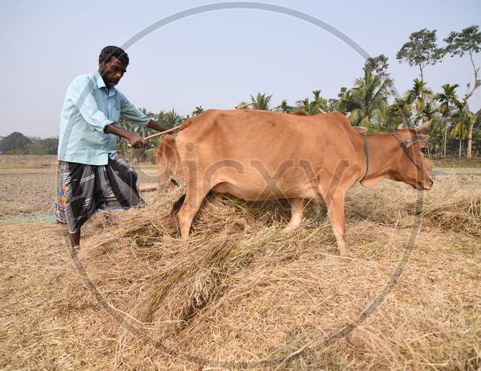 Image Of Indian Farmers Harvesting Paddy In Morigaon Assam Ld513897 Picxy