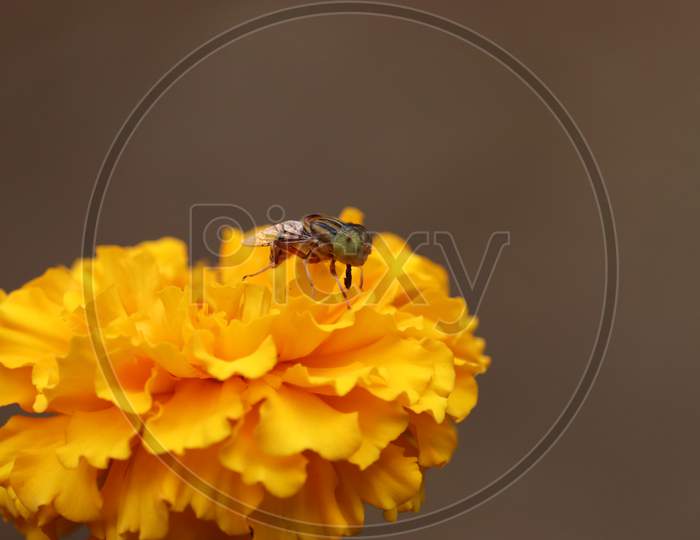 Fly Collecting Pollen On Yellow Rape Marigold Flower Against Blurry Marigold Flowers Background