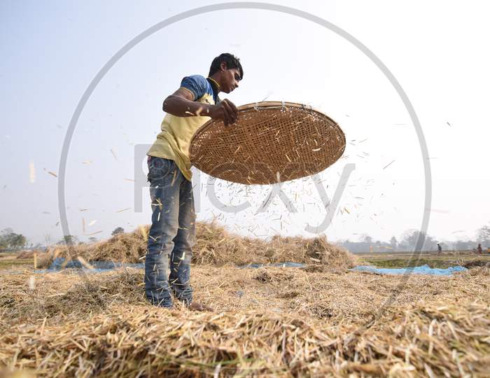 Indian Farmers Harvesting Paddy In Morigaon, Assam