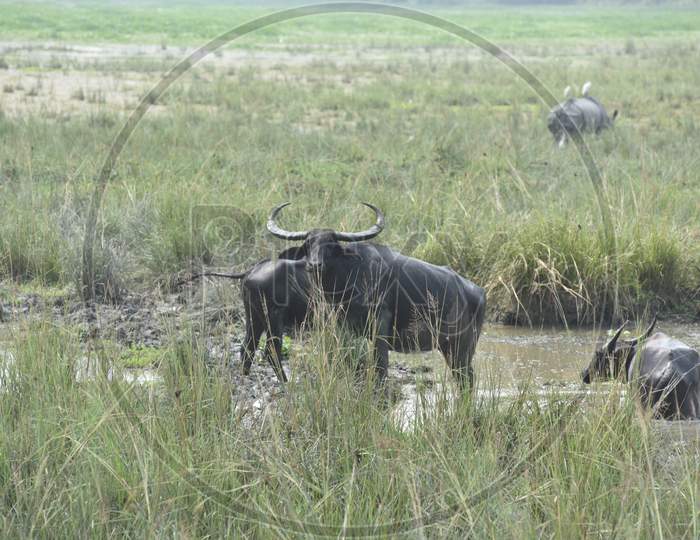 Wild Buffaloes With Horns In Kaziranga National Park , Assam