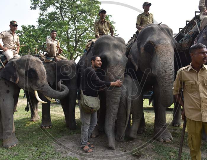Mahouts On Elephants At Kaziranga NationalPark, Assam