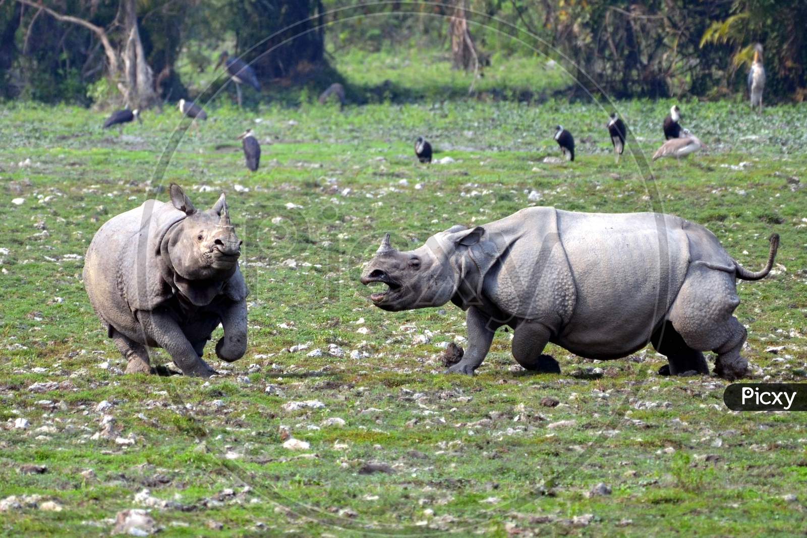 Rhinoceros In Kaziranga National Park
