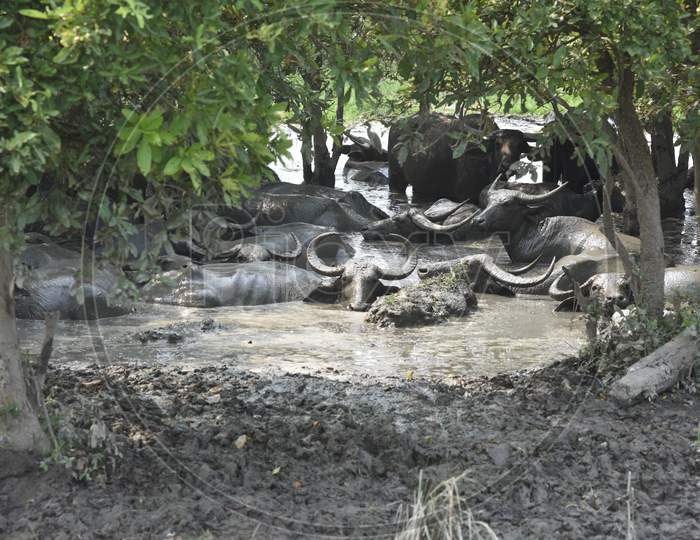 Wild Buffaloes With Horns In Mud Pit In Kaziranga National Park , Assam