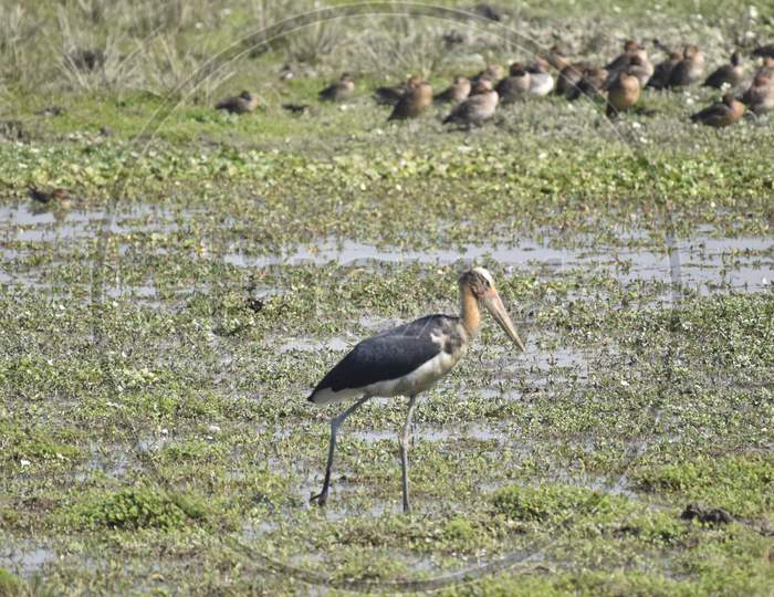 Birds  in tropical Lake  of Pobitora Wildlife Sanctuary, Assam
