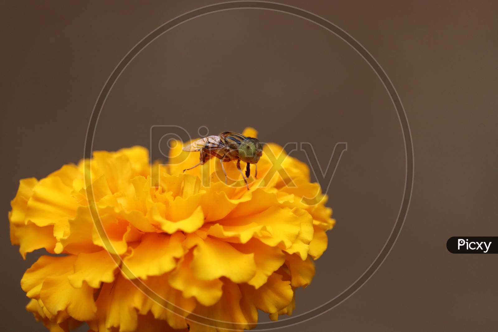 Fly Collecting Pollen On Yellow Rape Marigold Flower Against Blurry Marigold Flowers Background