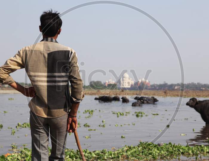 Buffalo Keeper at Yamuna River, Agra