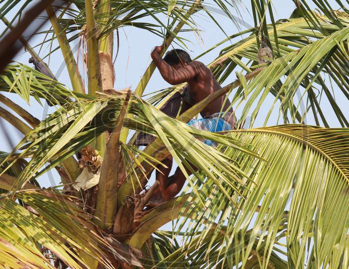 A Man standing on a coconut tree