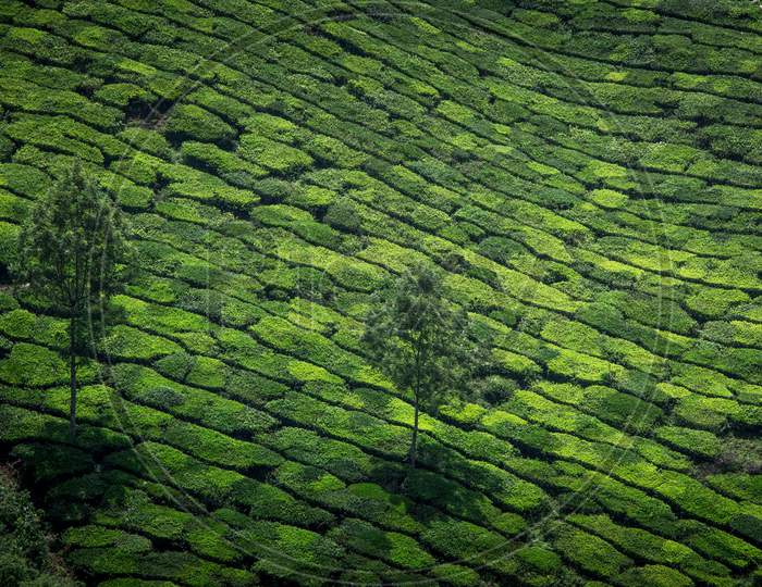 Munnar Tea Plantations, Kerala