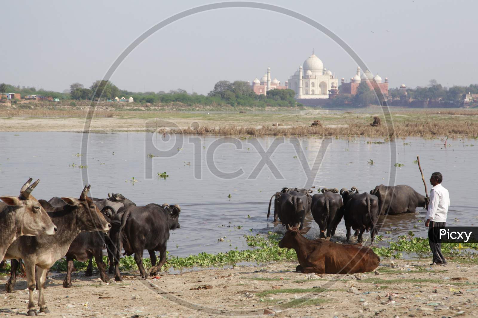 Buffaloes in River at Taj Mahal, Agra