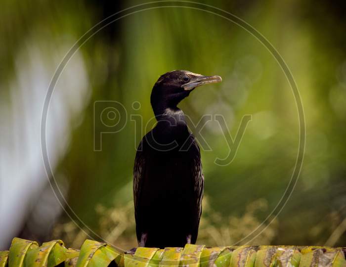 Double-crested cormorant Bird