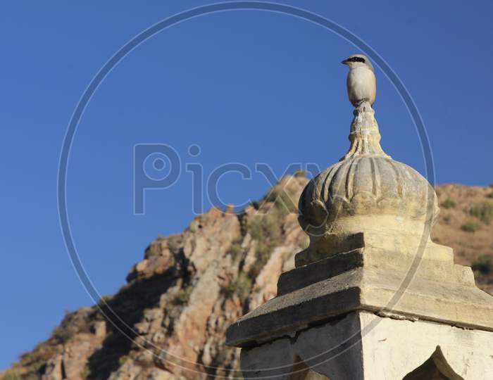 A Bird on Dome in a Palace, Udaipur