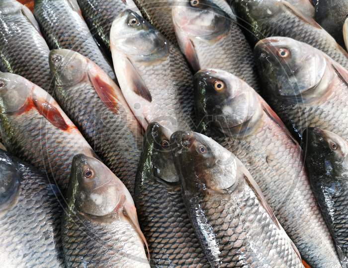 Fish in an Stall Closeup