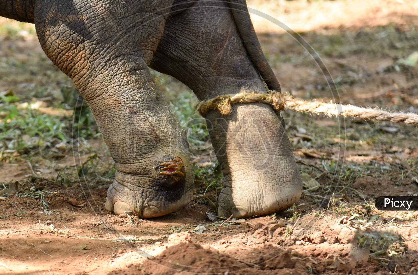 Baby elephant rescued from water tank receives care at local zoo