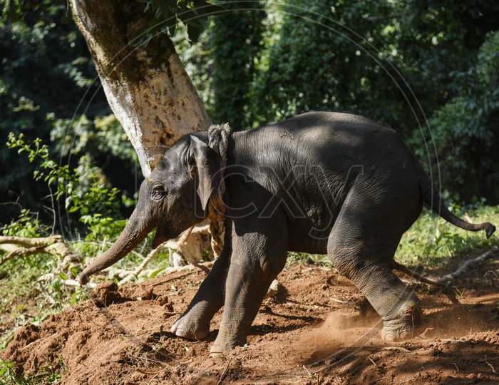 Baby elephant rescued from water tank receives care at local zoo