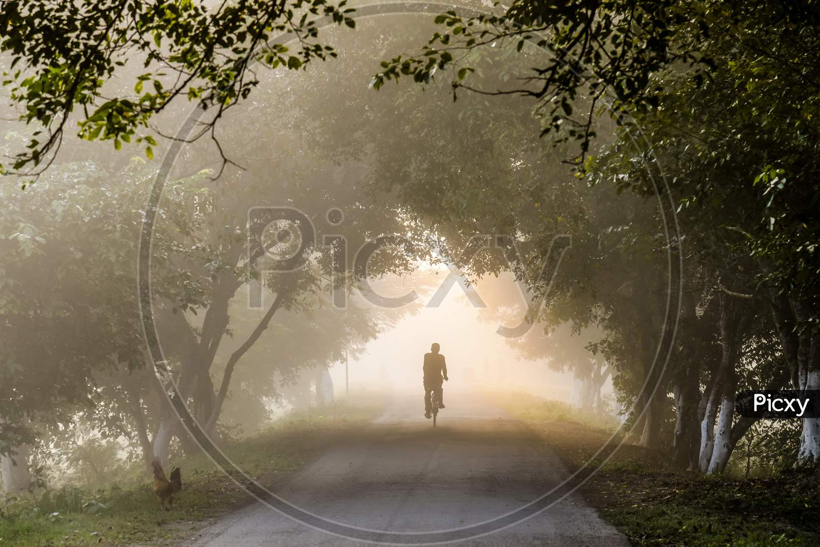 A Forest Guard Cycling In A Foggy Morning Towards Kaziranga National Park, In Golaghat District Of Assam In India, On 12 November 2019.